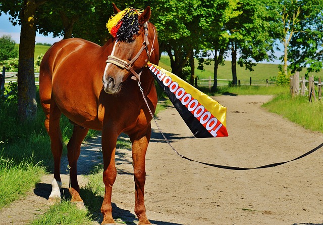 本届赛事中 本届赛事中